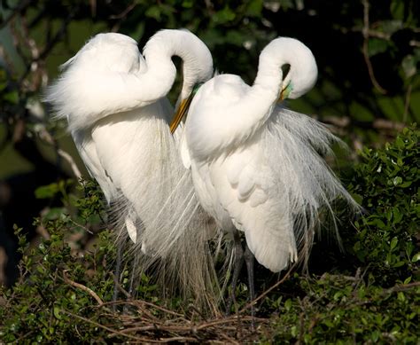 Two Great Egrets Preening On Nest Bob Rehak Photography