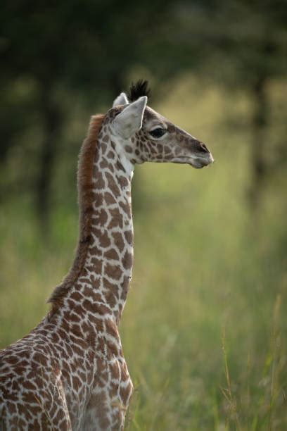 Baby Masai Giraffe Stock Photos Pictures And Royalty Free Images Istock