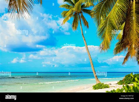 Palm Tress On White Sandy Beach Caribbean Sea Coast Dominican