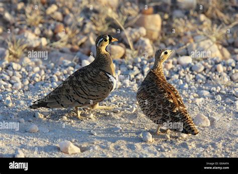 A Female And A Male Chestnut Bellied Sandgrouse Stock Photo Alamy