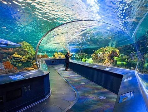 Ripleys Aquarium Of Canada An Underwater Wonderland In The Heart Of