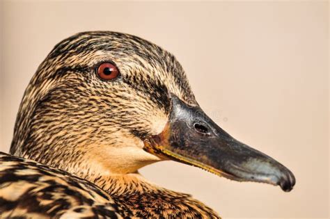 Female Mallard Duck Close Up Portrait Stock Image Image Of Brown