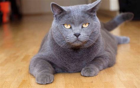 Fluffy Cat Breeds Grey Cat Meme Stock Pictures And Photos