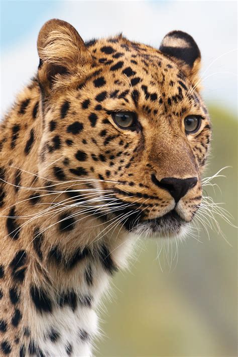 The black leopard or black panther ( panthera pardus ) is a large member of the big cat family, native to asia and africa. Brown and Black Leopard Animal · Free Stock Photo