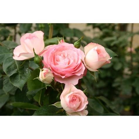 Mini Eden Rose Und Andere Rosen Kaufen Sie Günstig Im Online Shop Von