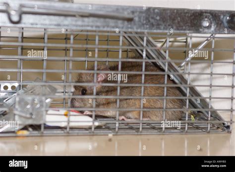 Rat Caught In A Trap Stock Photo Alamy