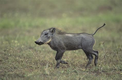 Who is the fastest human runner? How Fast Does a Pig Run? | Animals - mom.me