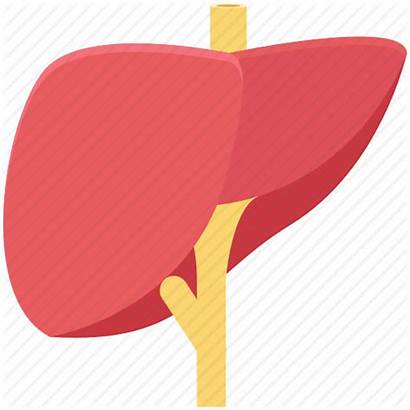 Liver Icon Human Organ Transparent Pngio Clipart