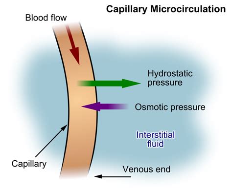 152 Basic Fluid And Electrolyte Concepts Nursing Fundamentals