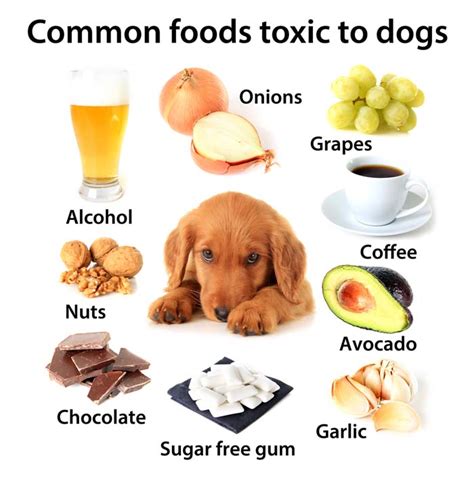 Alcohol alcoholic beverages and food products containing alcohol can cause vomiting, diarrhea, decreased coordination, central nervous system until more information is known about the toxic substance, it is best to avoid feeding grapes and raisins to dogs. Foods Dogs Should Not Eat: 10 Human Foods That Are ...