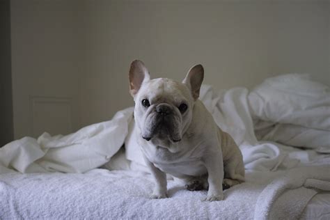 Ontdek Hier Wat Het Ideale Franse Bulldog Gewicht Is