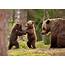 Wallpaper Bear Cub Forest Tree Family Desktop 