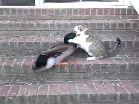 Cat And Duck Hurt Cats Who Will Win Duck
