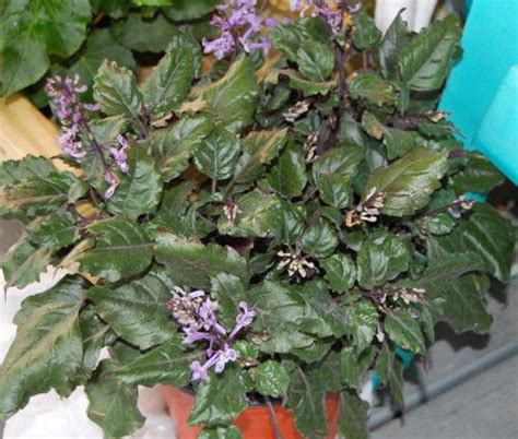 Maybe you would like to learn more about one of these? Plectranthus 'Mona Lavender' (Swedish Ivy, Creeping ...