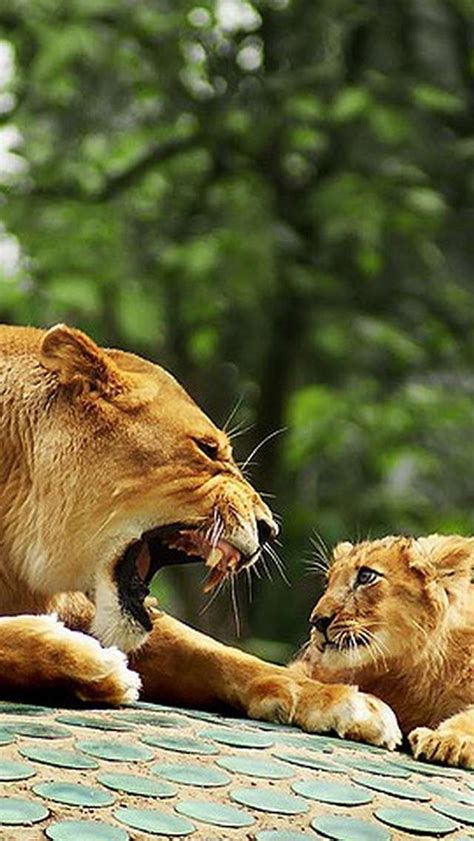 89 Best Big Cats Male Lionslionesscubs Images On Pinterest Big Cats