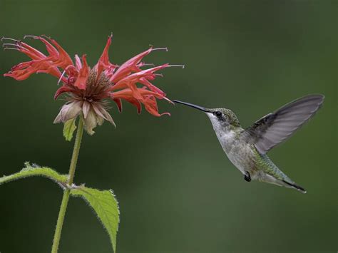 Photos And Videos For Ruby Throated Hummingbird All About Birds