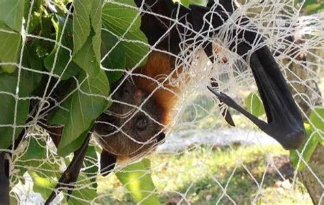 Flying Fox And Microbat Rescue Training 2023 Tickets Fauna Rescue Sa