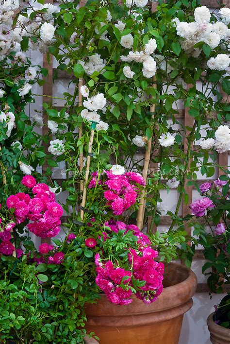 Rose Container Garden Plant And Flower Stock Photography