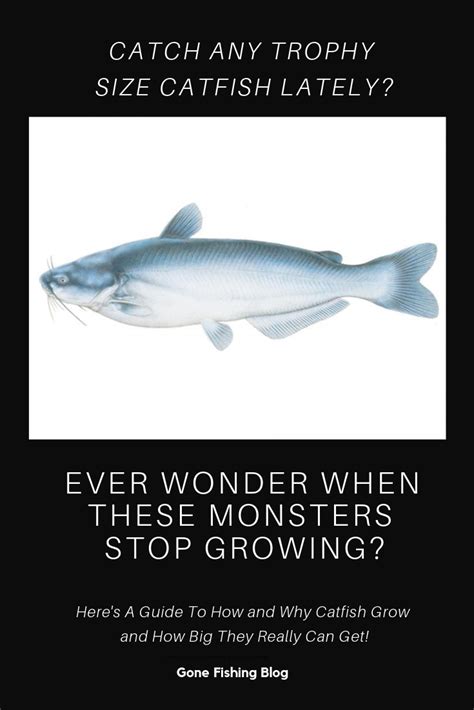 It depends on how big they are. Do Catfish Keep Growing? Interesting Facts And FAQ's ...