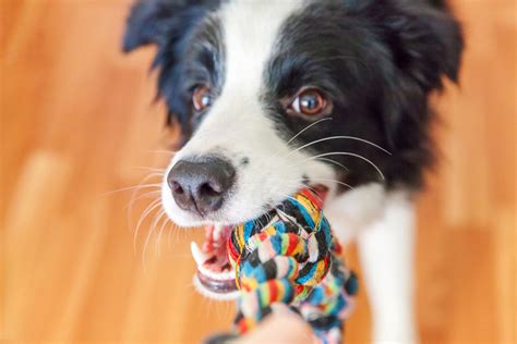 17 Diy Dog Toys You Can Make From Items In Your House Resources