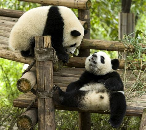 The Giant Panda Is No Longer Endangered Lifegate