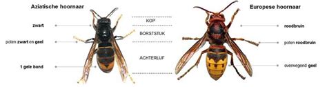 Rawepo De Hoornaar Informatie Herkennen En Bestrijden