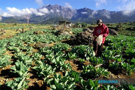 We need to reimagine social protection for the most vulnerable in malaysia, including through an. Essential, critical sectors remain major contributor to ...