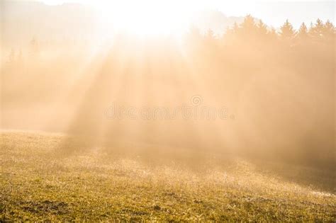 Mist Meadow Corn Field Stock Photo Image Of Sunrise 78353318