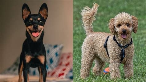 Pinny Poo Miniature Pinscher And Poodle Mix Info Pictures Facts Hepper