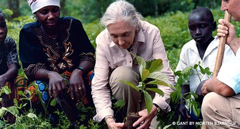 Celebrating Trees And Ensuring The Future Of Forests Jane Goodalls