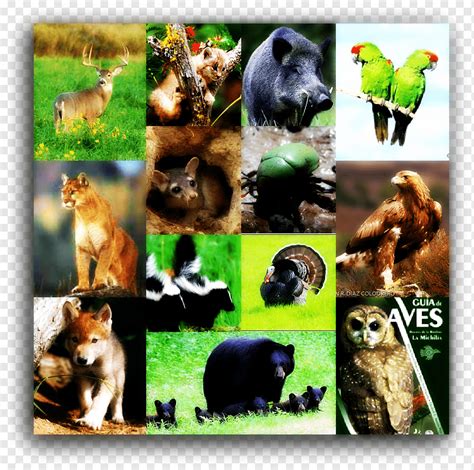 Pelestarian dan pengelolaan lingkungan dan sumber daya alam secara bijaksana; Poster Perlindungan Flora Dan Fauna - Gambaran