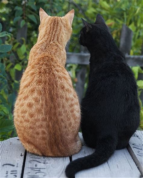 Black Cat Orange Cat Annabel Has Daugherty