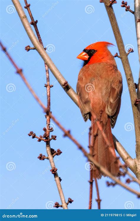 Male Northern Red Cardinal Perched On Bare Tree Branches Stock Image