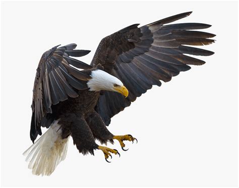 Bald Eagle Bird Hawk Buteoninae Eagle Flying With Claws Hd Png