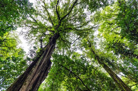 How Much Carbon Can Tropical Forests Absorb