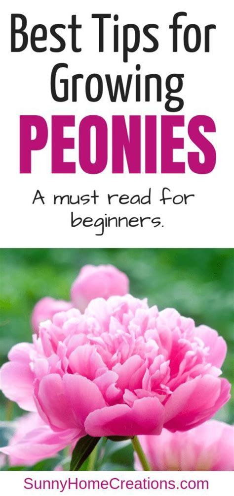 If you look at any peony species, the flowers are smaller and much less showy. Tips for growing peonies - a must read for beginners ...