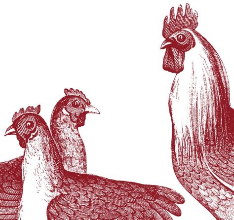 5 Vintage Chicken Clipart And Ephemera Graphics Fairy Chicken