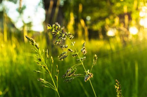 This grass is the single most popular type of grass found on residential lawns across the united states. The Best Types of Grass for Your Lawn | MYMOVE
