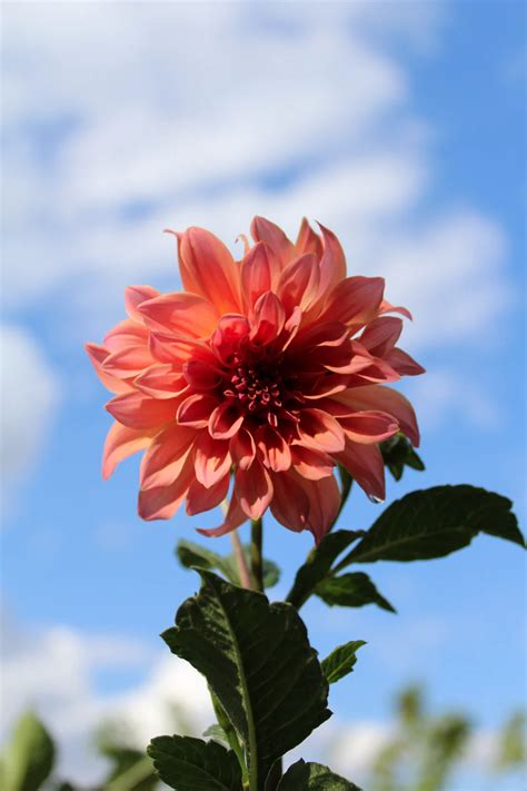 500 Flower Pictures Hd Download Free Images On Unsplash Plants