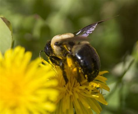 Ohio Bee Bee Movie Air Race Matthew Shepard