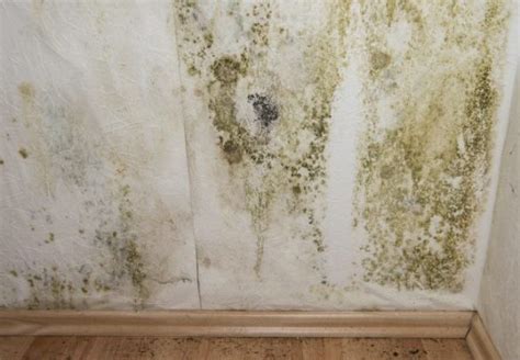 Doordat de sporen haast onzichtbaar zijn, adem je ze gemakkelijk in. Tips om Schimmel in huis te verwijderen - Ongedierte zelf ...