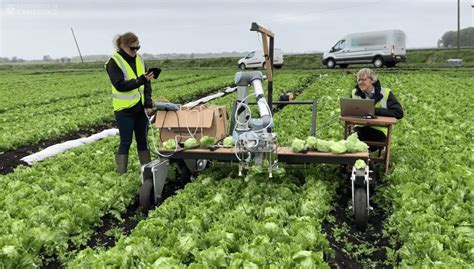 Machine Learning Helps Robot Harvest Lettuce For The First Time