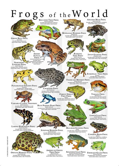 Frogs Of The World Poster Print Etsy Types Of Frogs Tree Frogs Frog