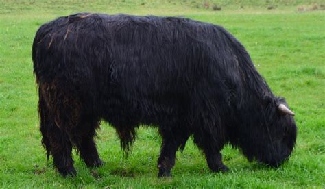 Tour Scotland Tour Scotland Video Photographs Black Highland Cow Loch