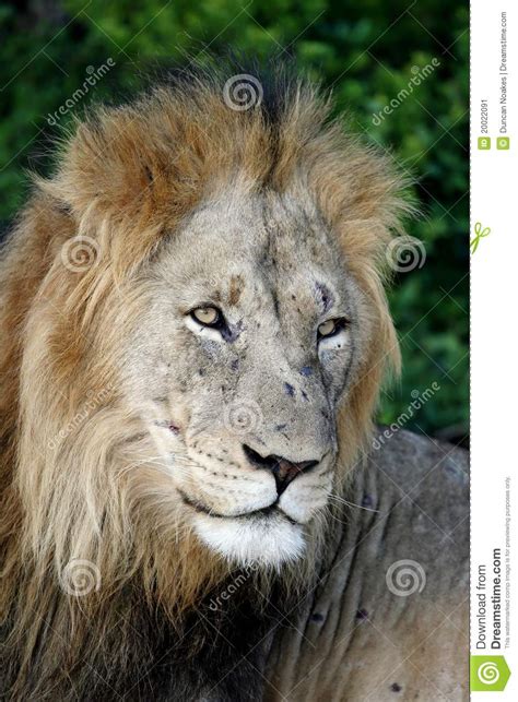 Male Lion Portrait Stock Image Image Of Animal Noble