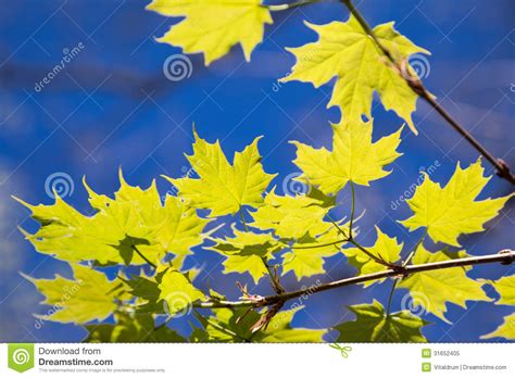 Green Maple Leaves On The Blue Sky Background Stock Image Image Of