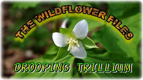 Wildflower Files Drooping Trillium In Hd Youtube