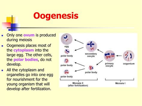 Ppt Meiosis Powerpoint Presentation Free Download Id2084156