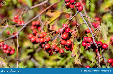 Red Berries Of A Hawthorn Tree Autumn Forest Stock Photo Image Of