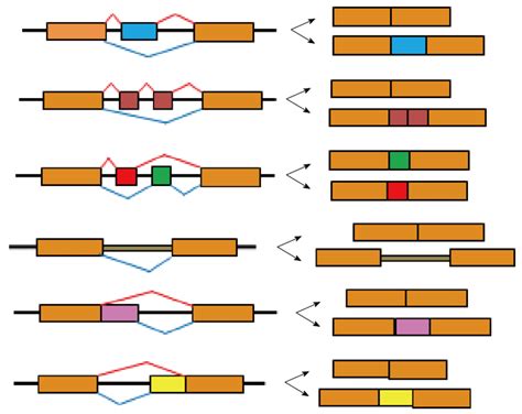 major alternative splicing events in the metazoan transcriptome major download scientific